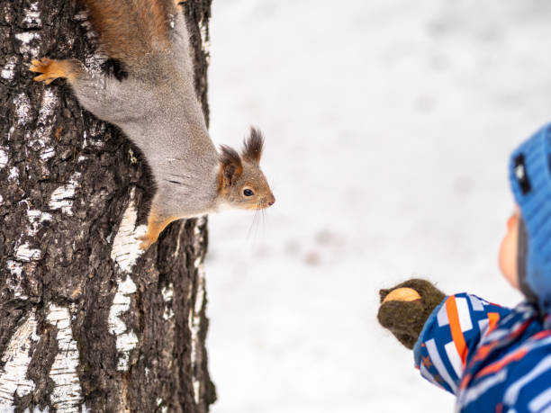 istock A little child in winter feeds a squirrel with a nut. 1205424931