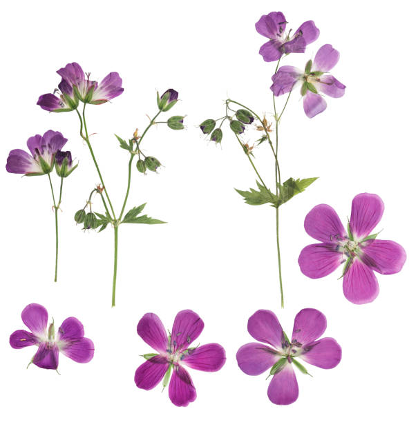 Purple flower is over blurred green background on a sunny summer day, macro photo with selective focus. Geranium sylvaticum