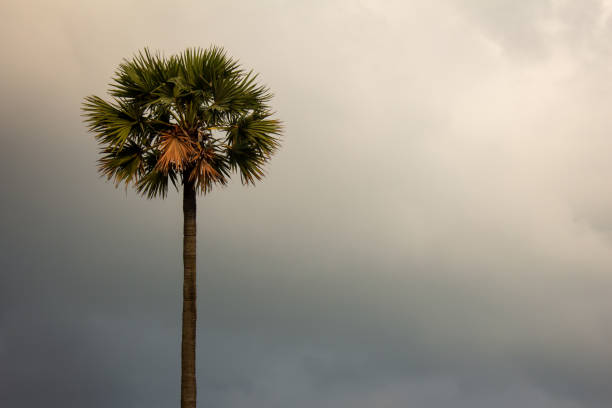 A lonely palmyra palm tree against overcast sky background.