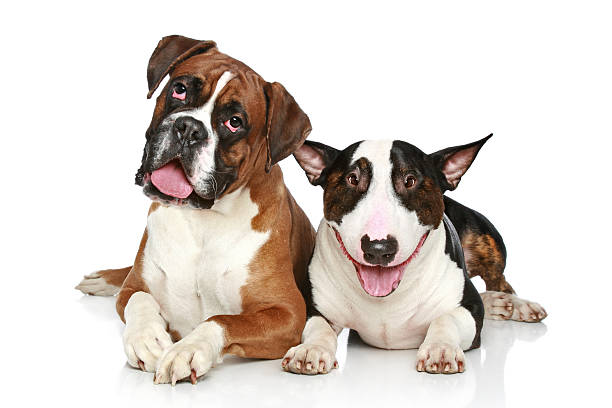 istock Boxer and Bull Terrier resting on a white background 120542885