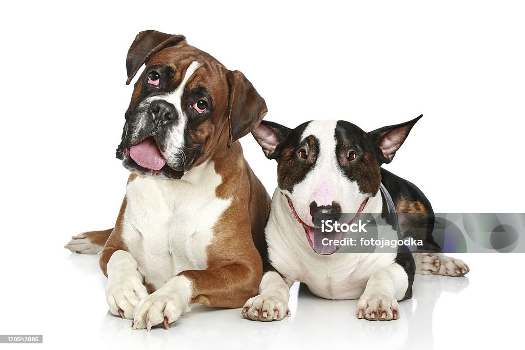 Boxer and Bull Terrier resting on a white background  Animal Stock Photo