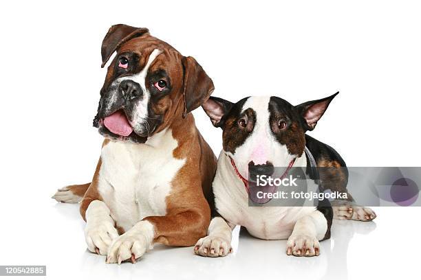 Boxer And Bull Terrier Resting On A White Background Stock Photo - Download Image Now
