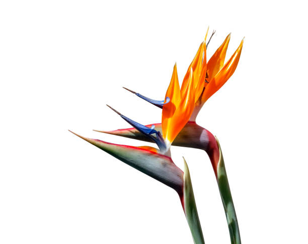 istock two bird of paradise flowers closeup 1205431013