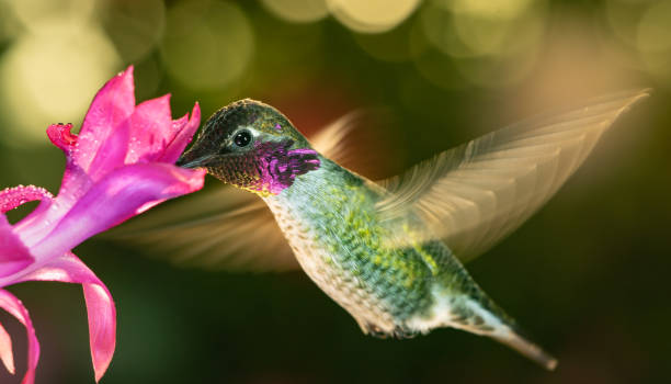 istock Male hummingbird with colorful feather 1205434249