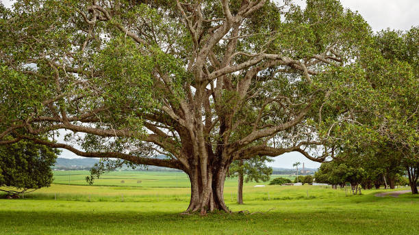drzewa figowe - tree shade large growth zdjęcia i obrazy z banku zdjęć