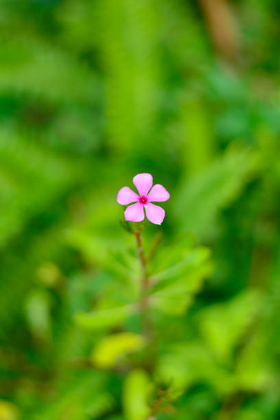 istock small pink flower on green background 1205437917