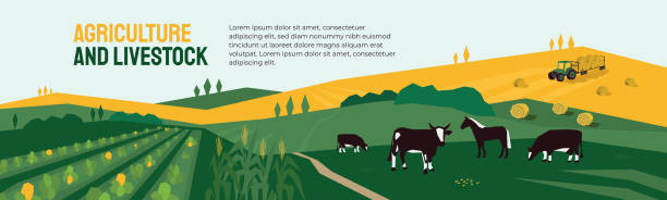 Agriculture, farming and livestock illustration Background for agriculture or livestock company. Vector illustration of farm land, cows and horse in pasture, tractor on hayfield. Corn field, farming in countryside. Template for banner, print, flyer corn crop stock illustrations