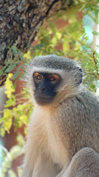 istock Close up of a vervet monkey 1205441951