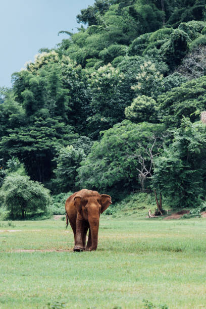 istock Asian Elephant in a nature at deep forest in Thailand 1205442153