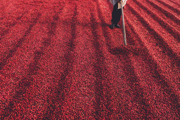 istock Coffee beans drying in the sun. Coffee plantations at coffee farm 1205442343