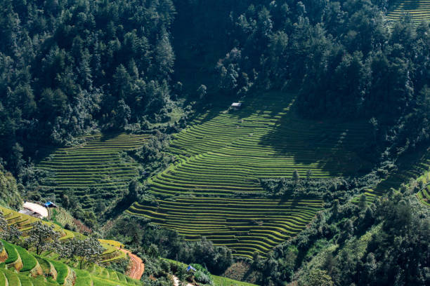 istock Green Rice fields on Terraced in Muchangchai, Vietnam Rice fields prepare the harvest at Northwest 1205445036