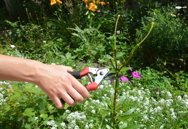 istock Deadheading lilies in the garden. 1205449344