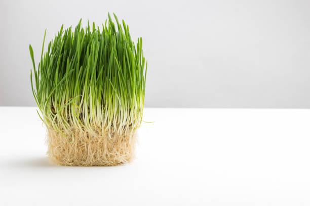 Fresh green sprouted oats. Healthy lifestyle. Natural food.  Microgreens vegan and healthy eating concept. Copy space, white background
