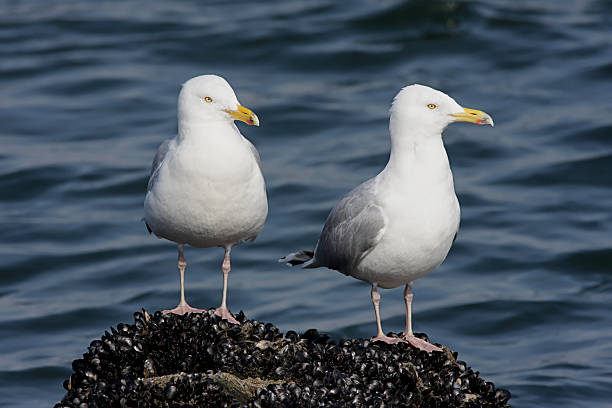 istock Pair of Herring Gull By The Ocean 120545254