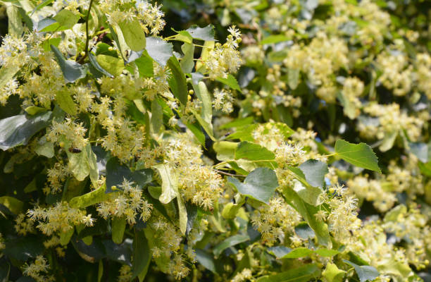 fleurs de fleurs de linden. branches d’arbre de tilleul de floraison sur une chaude journée d’été. - linden tree photos et images de collection