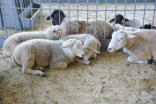 Flock of sheeps on the farm. Sheep farming.