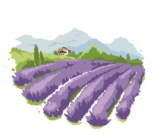 Paisagem abstrata - campo de lavanda - ilustração de arte em vetor