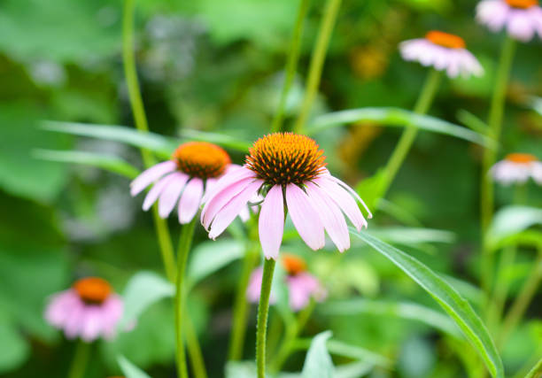 Purple coneflower is a species of flowering plant endemic to North America, it has a generally purple head