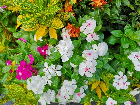 West Indian periwinkle, Bringht eye, Vinca, Cayenne jasmine, Old maid name pink, white, purple color flower in garden