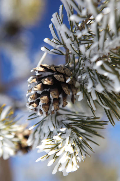 Winter. Pine cone close-up against the blue sky. Vertical orientation.