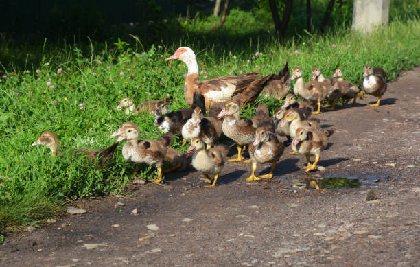 istock Muscovy duck (Cairina moschata) with small muscovy ducklings. 1205459141