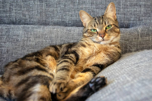 Lazy marbe domestic cat on gray sofa, eye contact, cute lime eyes on tabby face, seductive Lazy marbe domestic cat on gray sofa, eye contact, cute lime eyes on tabby face, charming face, seductive expression seduction stock pictures, royalty-free photos & images