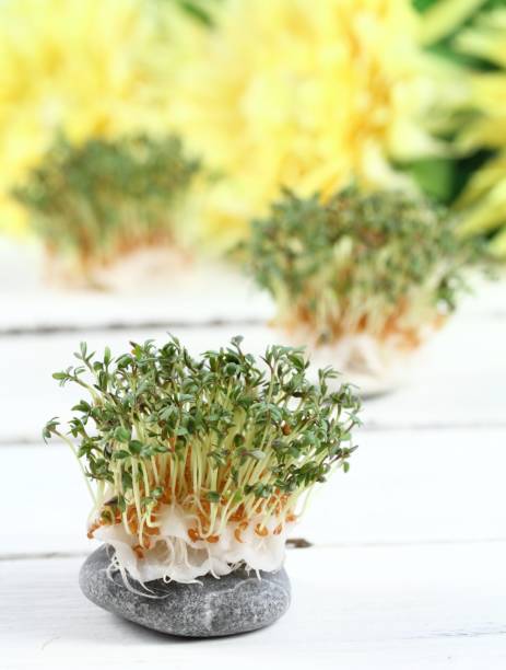 istock Garden cress  growing from cotton pad on the white table 1205459969