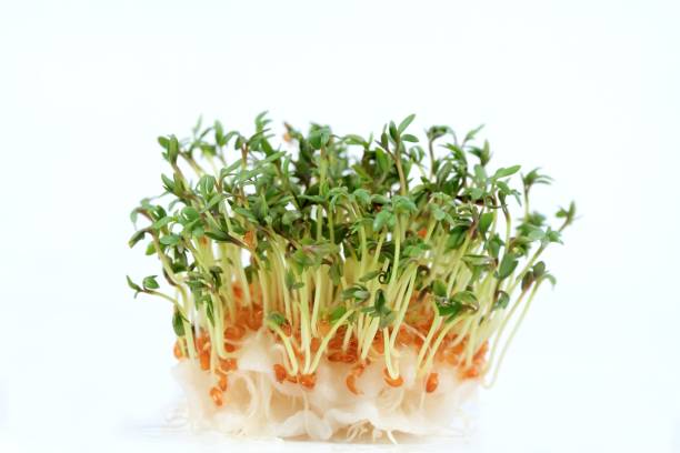 istock Garden cress  growing from cotton pad on the white background. 1205459996