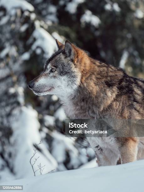 Wolfsjagd Im Winterwald Stockfoto und mehr Bilder von Deutschland - Deutschland, Europäischer Wolf, Fell