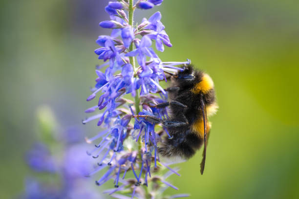 istock Bumblebee on a blue flower in the meadow field 1205467764
