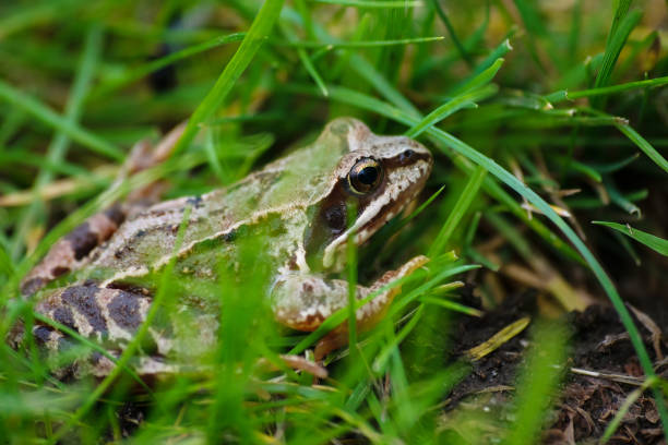 istock Frog in the green grass in the wild nature 1205467779