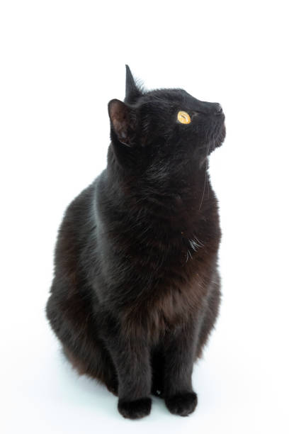 istock A beautiful black cat poses on a white background 1205468996