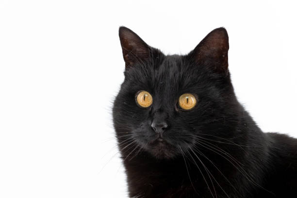 istock A beautiful black cat poses on a white background 1205470252