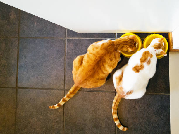 Overhead view of two contented cats eating