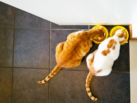 Two cats, one ginger one ginger and white, eat happily from their bowls on a tiled kitchen floor.