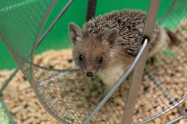 hedgehog runs in wheel. The pet is looking at you. Protection, animal care hedgehog runs in wheel. The pet is looking at you. Protection, animal care. bristle animal part photos stock pictures, royalty-free photos & images