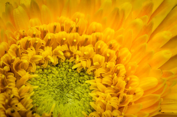 istock Macro Shot of a Sunflower 1205471678