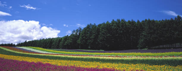 istock flower sea Hokkaido Japan 1205472352