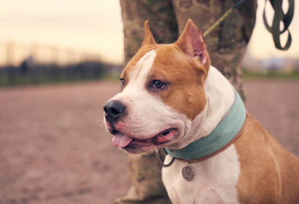 istock Fighting Terrier brown ginger color short hair 1205473193