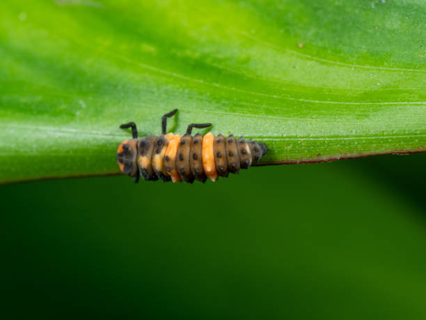 istock Macro Photo of Ladybug Larvae on Green Leaf Isolated on Background 1205474608