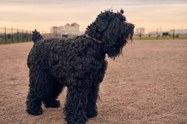 istock Large Terrier of Zordan black sits on field happy 1205474655