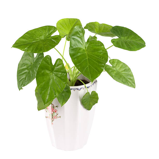 istock green houseplant 120547499