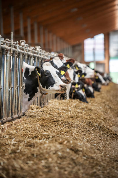 Cows in stable, Germany stock photo