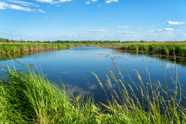 istock Blue sky over a small wild forest lake on summer day 1205478114