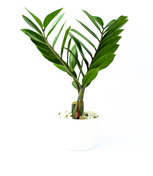 istock A miniature fresh green tree in a white pot in front of an isolated background 1205478209