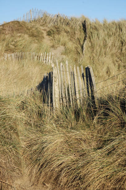 istock Golden light and long shadows during evening at sand dunes 1205478929