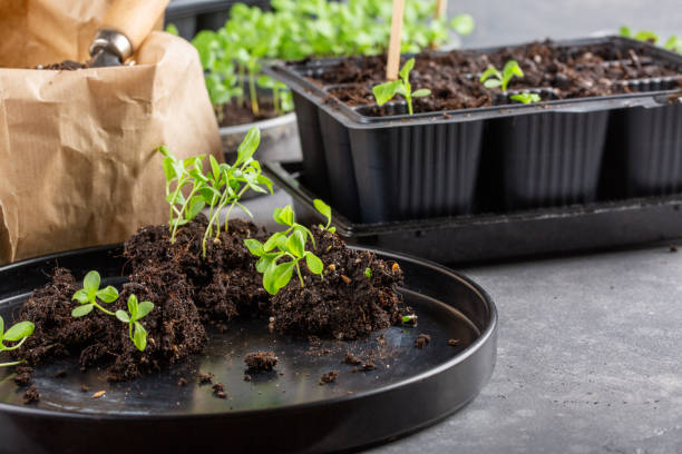 istock Dive flower sprouts into individual pots. Aster seedlings picking.  Sprout transplant. Springtime, gardening concept. 1205479007