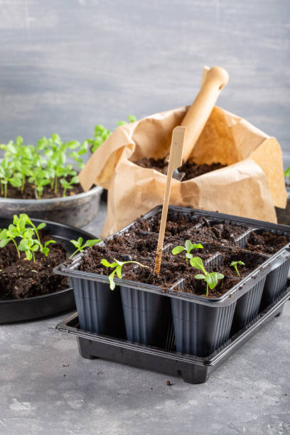istock Dive flower sprouts into individual pots. Aster seedlings picking.  Sprout transplant. Springtime, gardening concept. Copy space. 1205479056