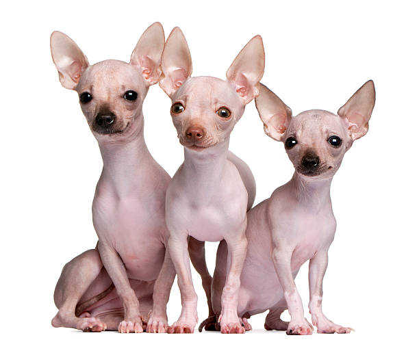 Hairless Chihuahua Stock Photos, Pictures & Royalty-Free Images - iStock