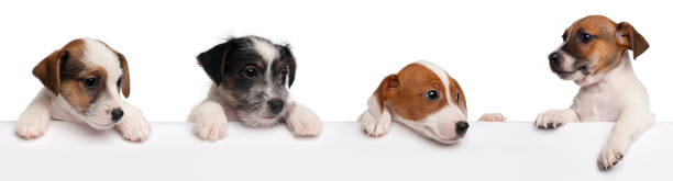 istock Jack Russell Terrier, getting out of a box, white background 120548003
